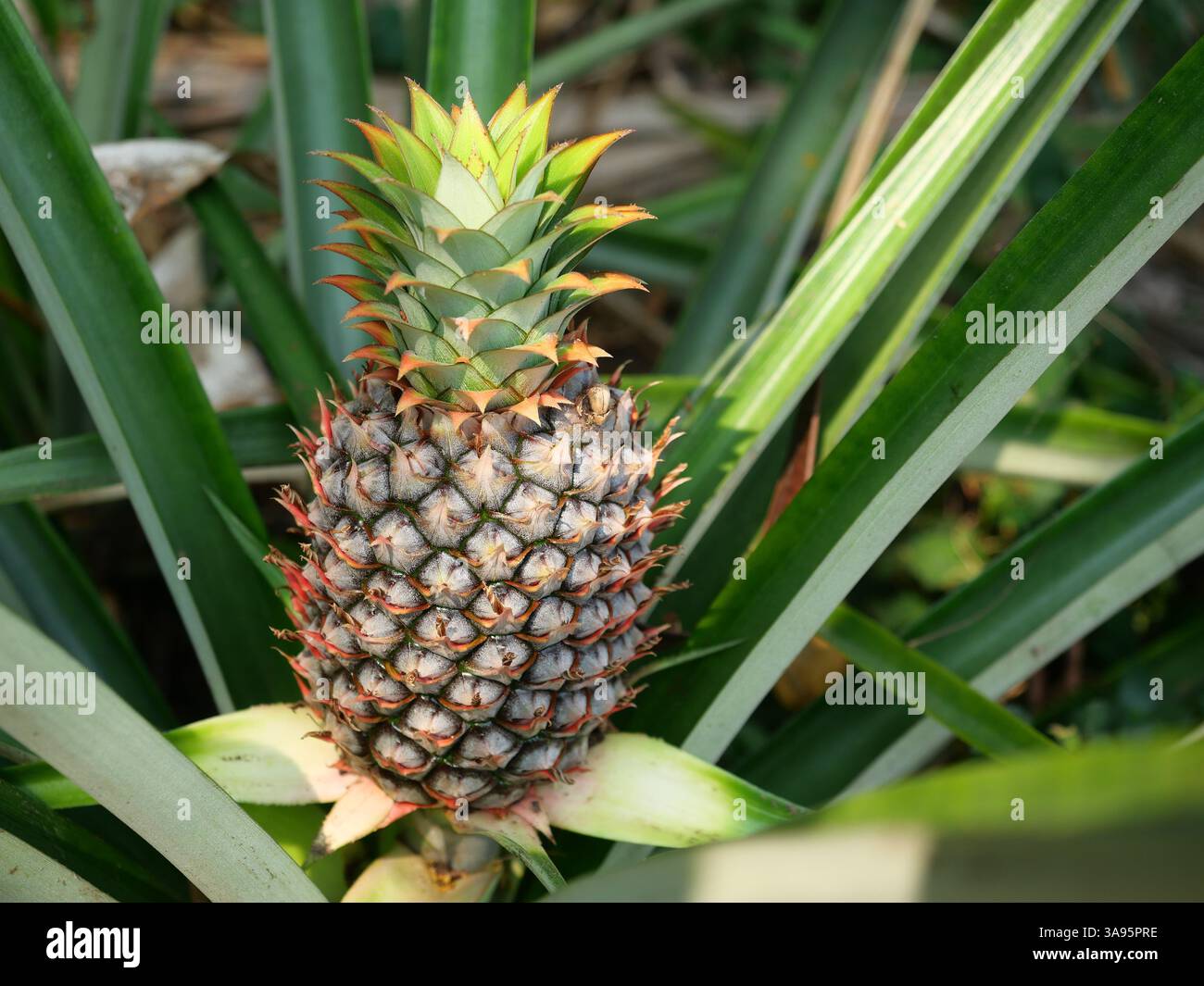 Frutta giovane di ananas su pianta di albero con sfondo verde naturale, gustosa frutta tropicale sulla campagna Foto Stock