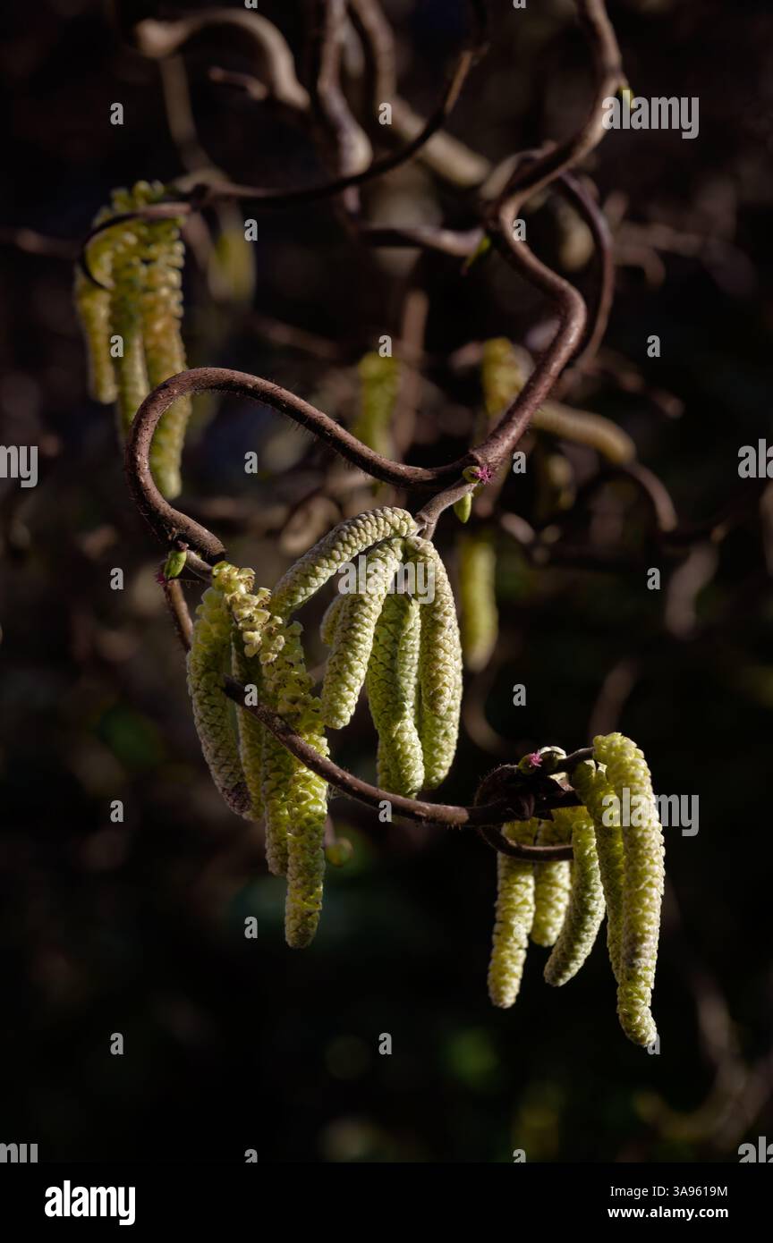 Un mucchio di nocciole al sole mattutino su sfondo scuro. Foto Stock