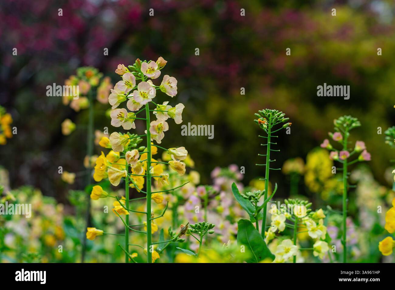 Golden Hour in Bloom: Fiori primaverili gialli e rosa vibranti con verde soffice e sfocato - serena armonia del giardino Foto Stock