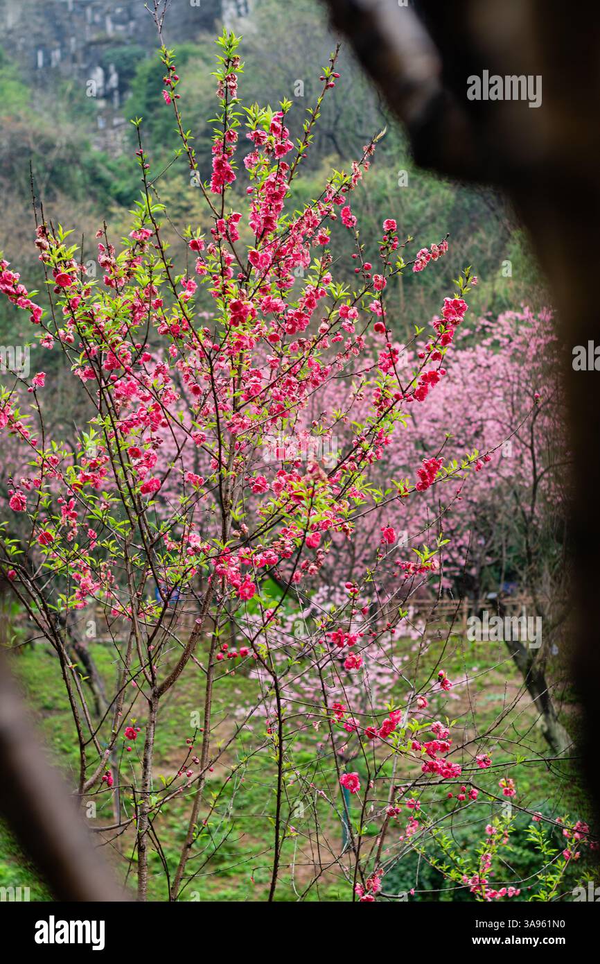 Armonia senza tempo: Fiori rosa primaverili che incorniciano l'antica roccia in un tranquillo paesaggio botanico: La natura incontra la storia Foto Stock