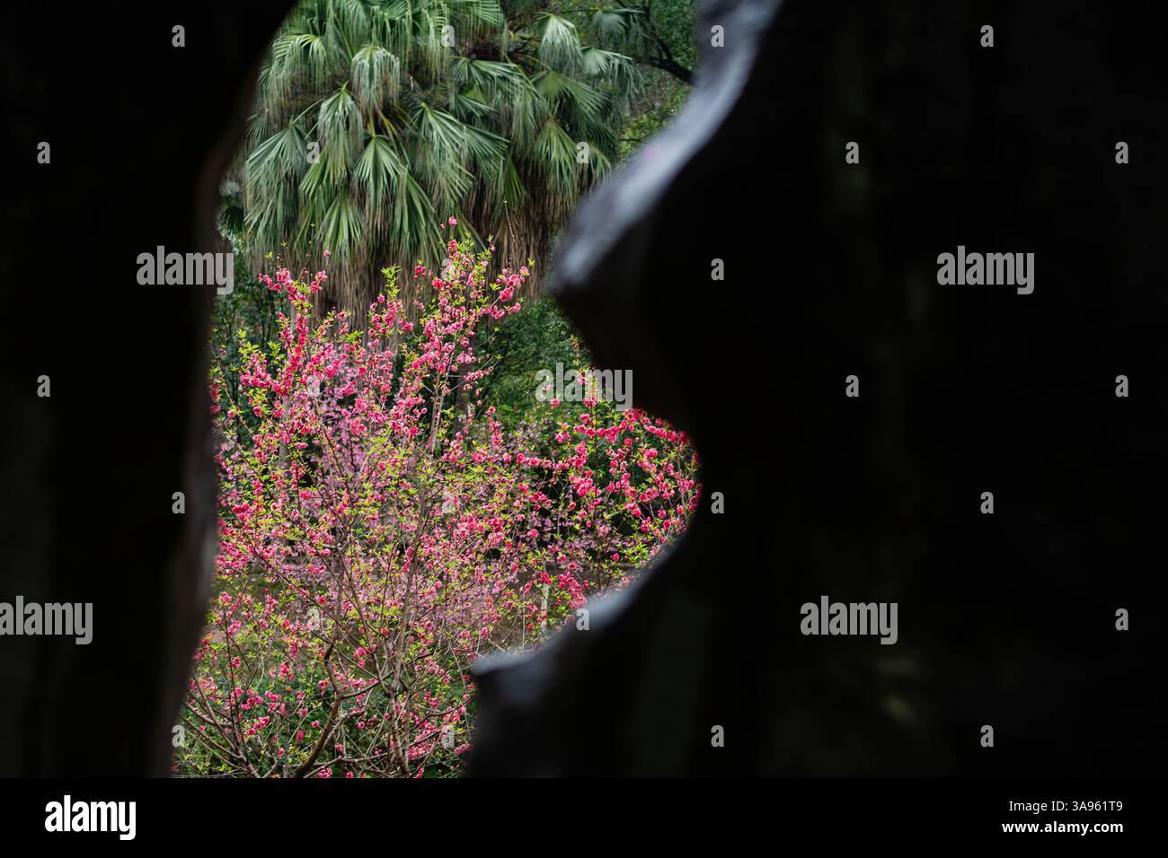 Armonia senza tempo: Fiori rosa primaverili che incorniciano l'antica roccia in un tranquillo paesaggio botanico: La natura incontra la storia Foto Stock