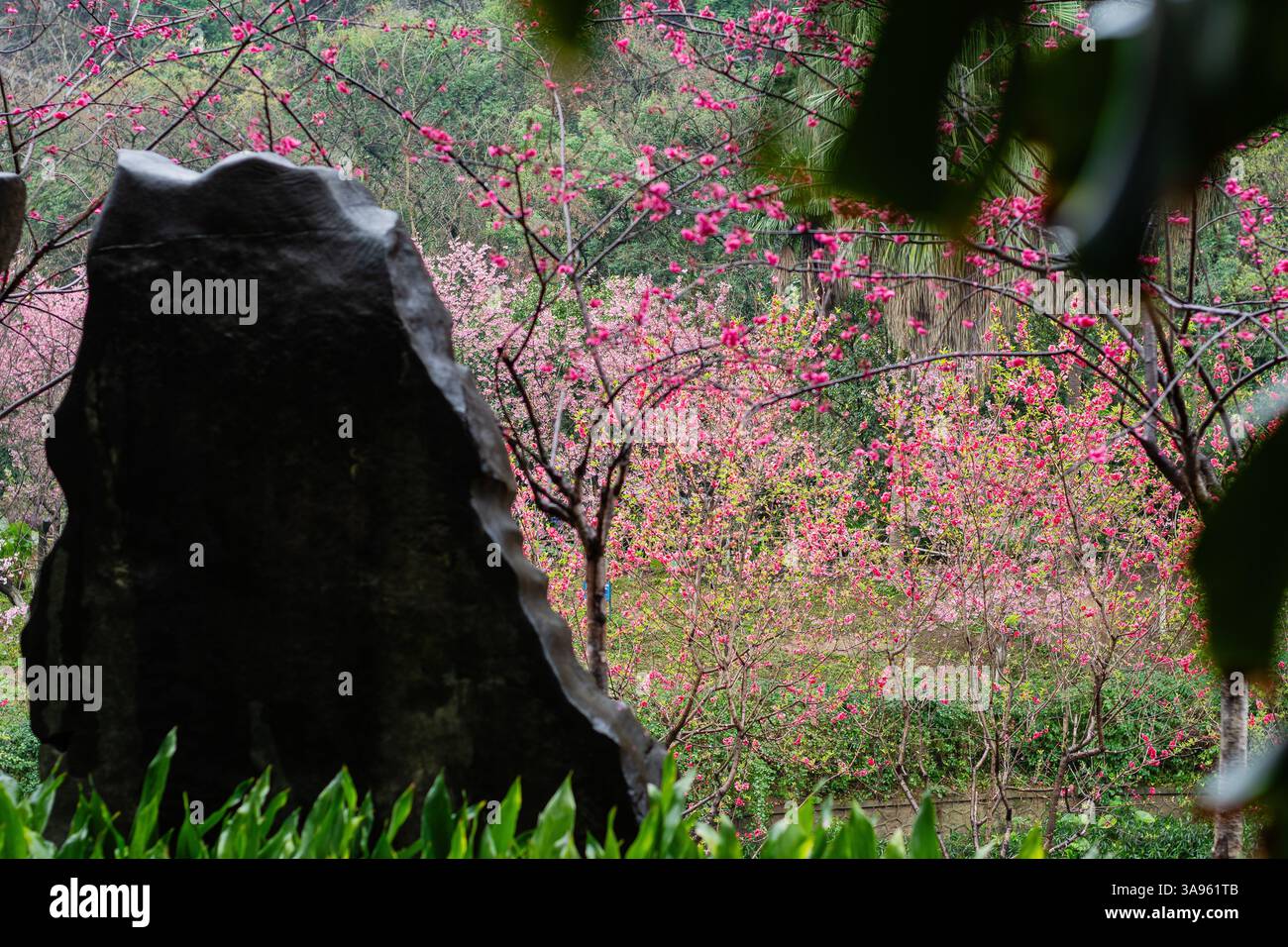 Armonia senza tempo: Fiori rosa primaverili che incorniciano l'antica roccia in un tranquillo paesaggio botanico: La natura incontra la storia Foto Stock
