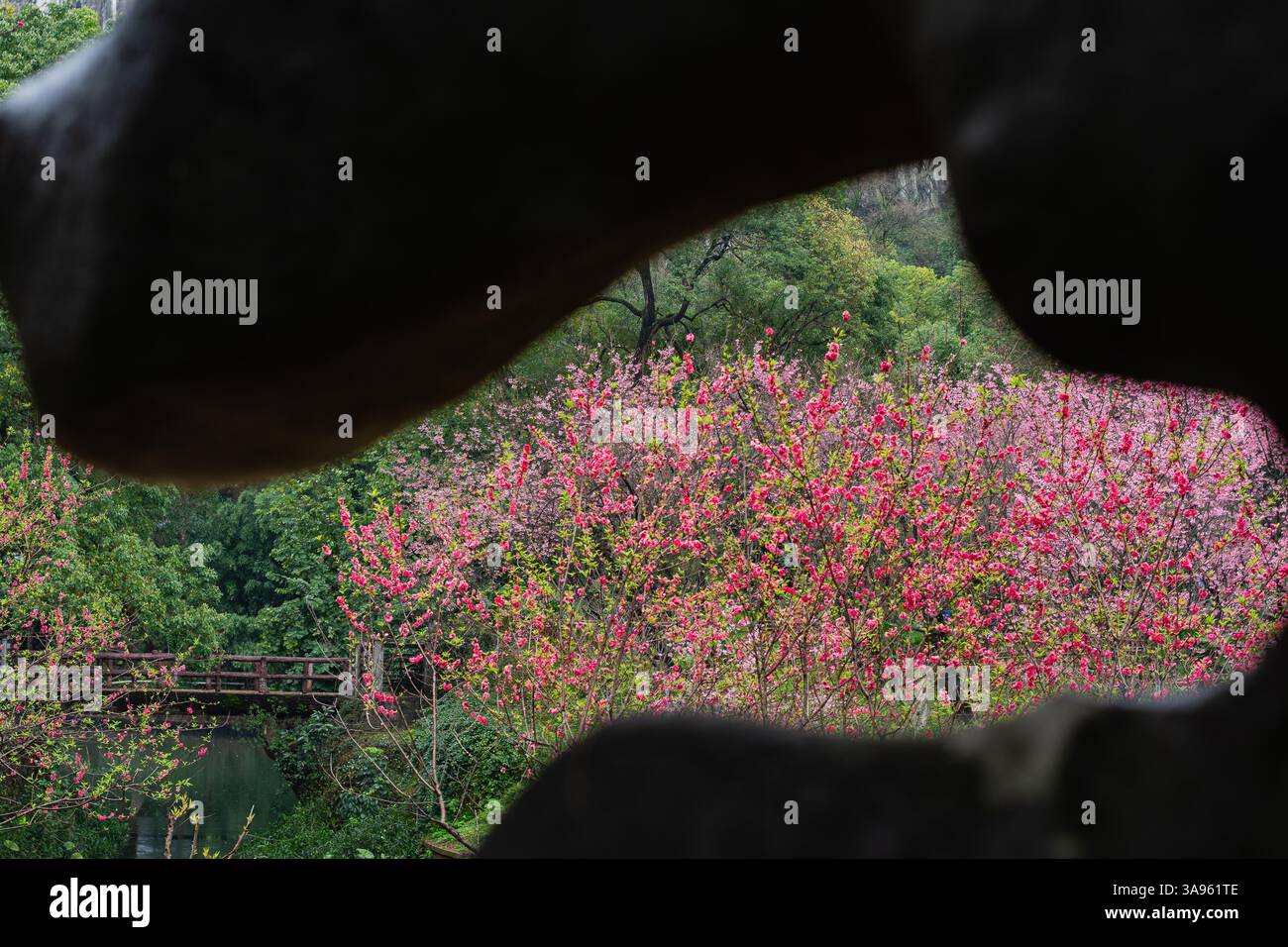 Armonia senza tempo: Fiori rosa primaverili che incorniciano l'antica roccia in un tranquillo paesaggio botanico: La natura incontra la storia Foto Stock