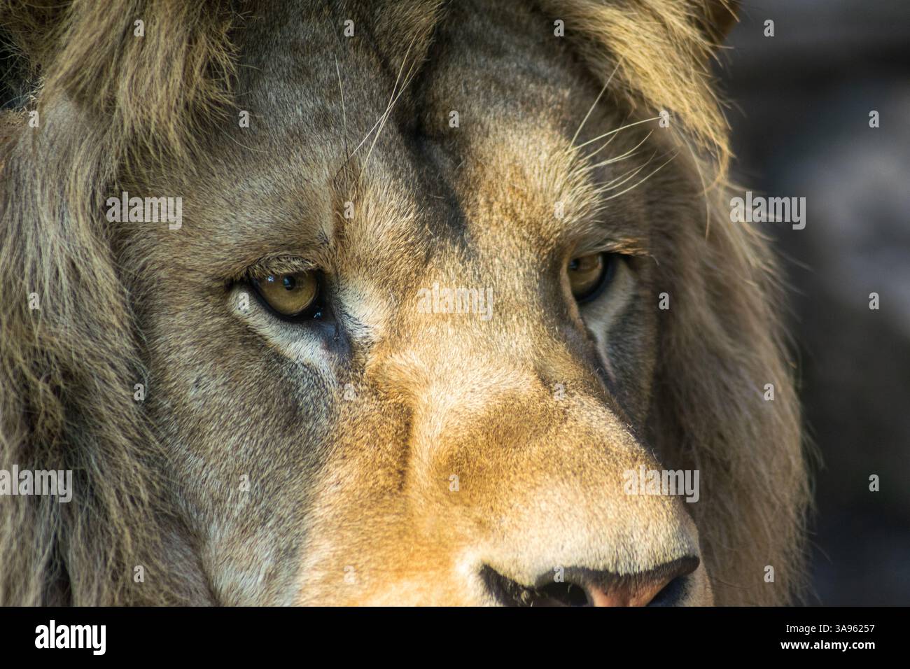 Primo piano sul volto di Majestic Lion Foto Stock
