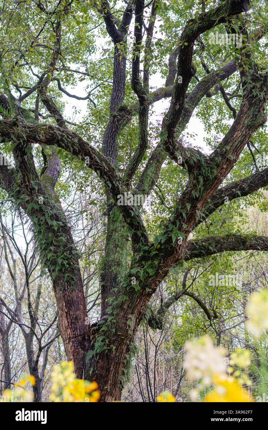 Antica Sentinella: Maestoso albero ricoperto di edera in piedi orgoglioso nella lussureggiante foresta primaverile, il capolavoro senza tempo della natura Foto Stock