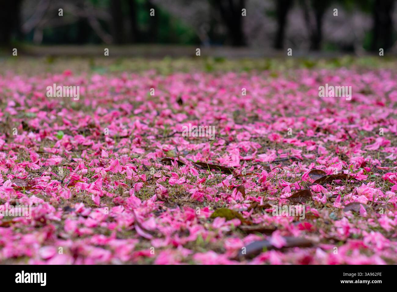 Pink Petal Paradise: Un tappeto da sogno di fiori primaverili sotto la luce dorata soffusa, il fugace capolavoro della natura Foto Stock