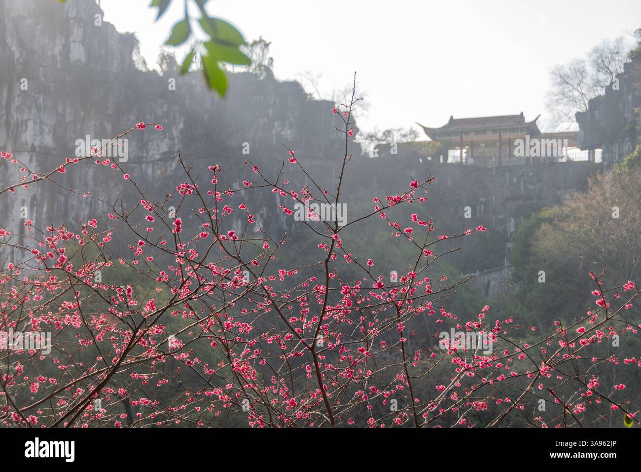 Sinfonia Pink Sakura: Fiori di ciliegio che incorniciano le antiche cime carsiche e l'architettura del patrimonio a Misty Guilin, capolavoro primaverile della Cina Foto Stock
