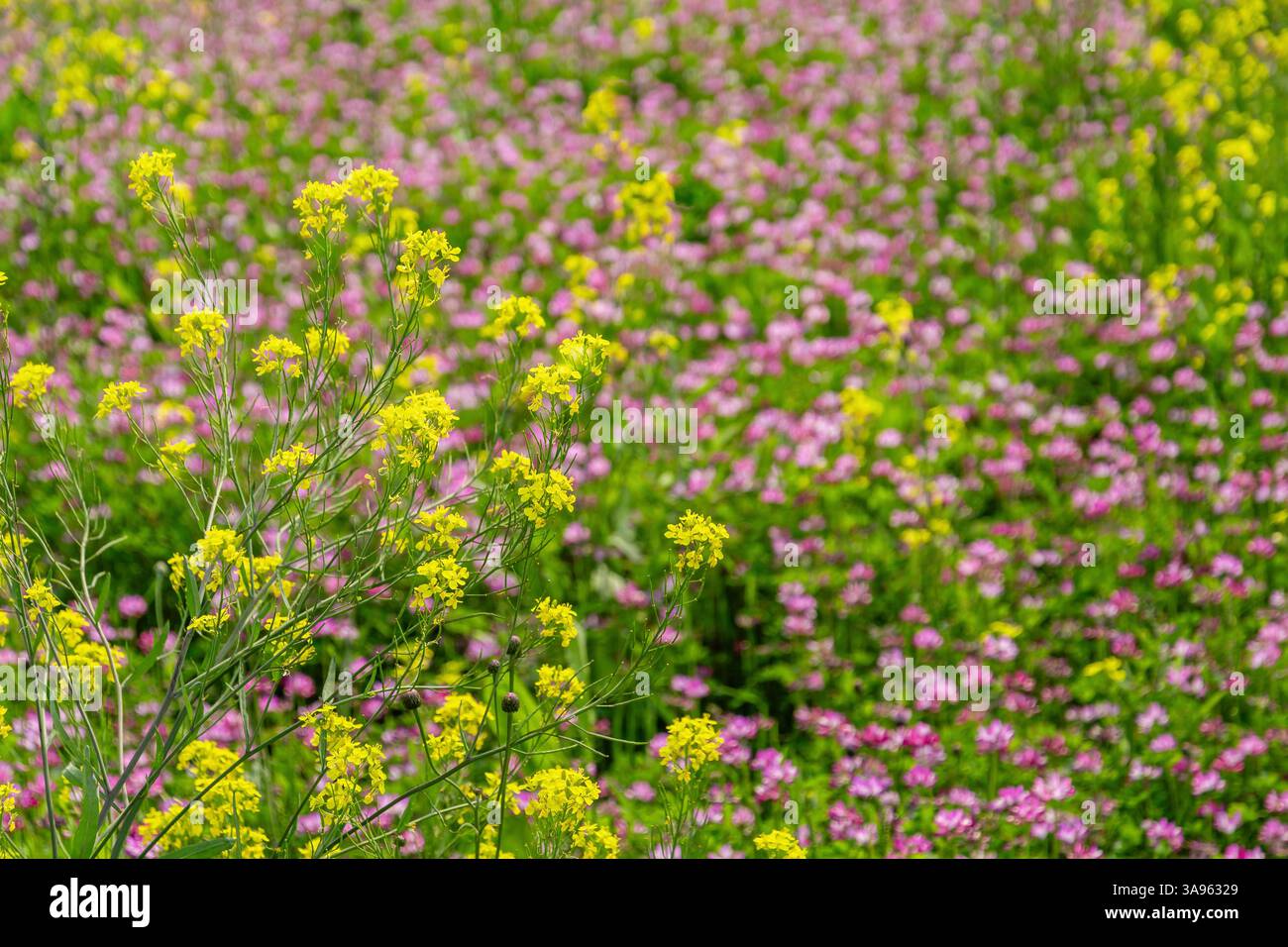 Golden Hour Floral Symphony: Fiori selvatici gialli e rosa baciati dal sole che ballano nella brezza estiva: L'arazzo della natura Foto Stock