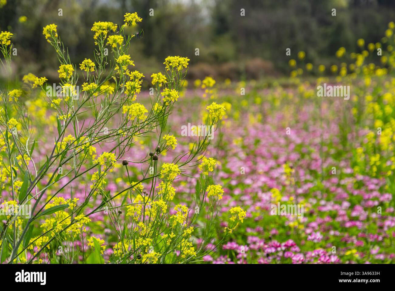 Golden Hour Floral Symphony: Fiori selvatici gialli e rosa baciati dal sole che ballano nella brezza estiva: L'arazzo della natura Foto Stock