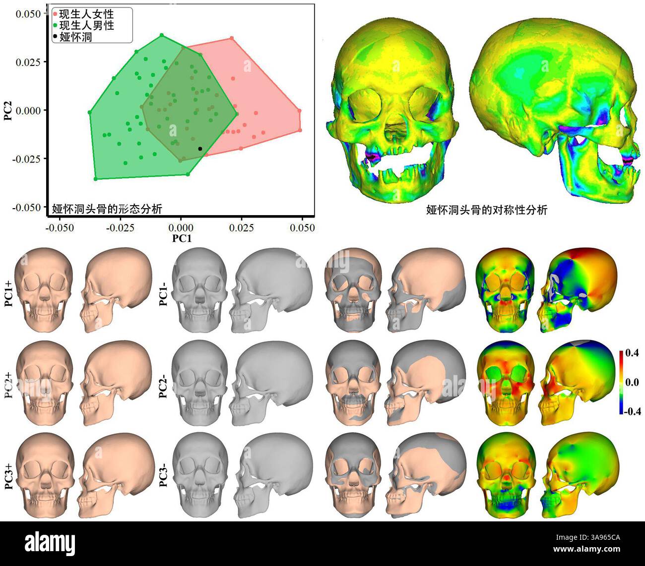 (250330) -- NANNING, 30 marzo 2025 (Xinhua) -- questa analisi morfologica mostra immagini analitiche dei primi crani umani scoperti nel sito della grotta Yahuai nel villaggio di Bolang della contea di Longan, nella regione autonoma di Guangxi Zhuang, nella Cina meridionale. ANDARE CON "gli scienziati cinesi ricostruiscono il volto dei primi umani che hanno vissuto 16.000 anni fa" (Guangxi Institute of Cultural Relics Protection and Archaeology/Handout via Xinhua) Foto Stock (250330) -- NANNING, 30 marzo 2025 (Xinhua) -- questa analisi morfologica mostra immagini analitiche dei primi crani umani scoperti nel sito della grotta Yahuai nel villaggio di Bolang della contea di Longan, nella regione autonoma di Guangxi Zhuang, nella Cina meridionale. ANDARE CON "gli scienziati cinesi ricostruiscono il volto dei primi umani che hanno vissuto 16.000 anni fa" (Guangxi Institute of Cultural Relics Protection and Archaeology/Handout via Xinhua) Foto Stock