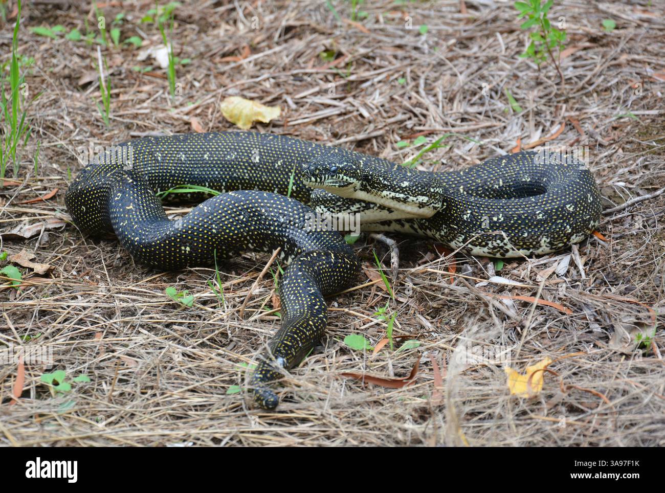 Pitone di diamanti (Morelia spilota) nella foresta di Minnamurra in Australia. Foto Stock