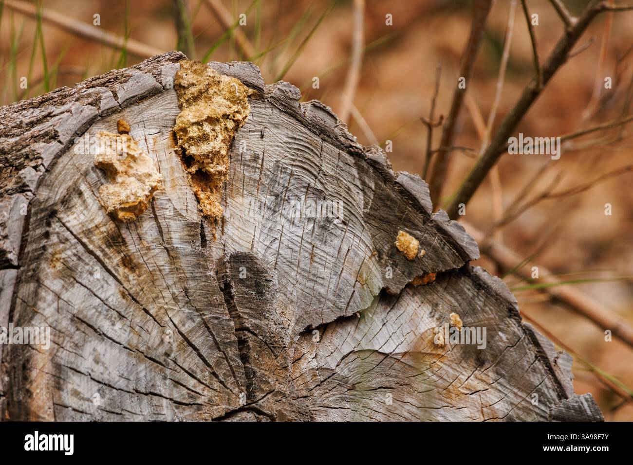 Nido di vespa di fango su un tronco tagliato in natura, Alcoy, Spagna Foto Stock