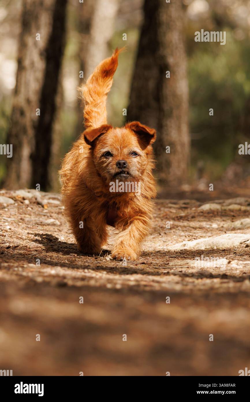 Il cane cammina attraverso la foresta al mattino tra le ombre dei pini, Alcoy, Spagna Foto Stock