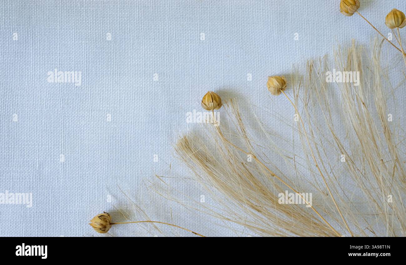 Baccelli e fibre di lino naturale. Panno di lino bianco sbiancato. Copia spazio. Foto Stock