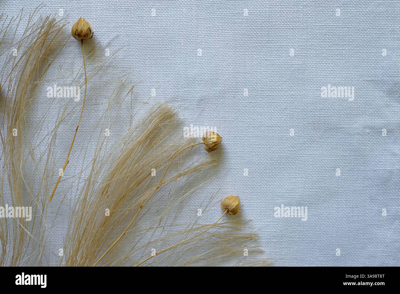 Baccelli e fibre di lino naturale. Panno di lino bianco sbiancato. Copia spazio. Foto Stock