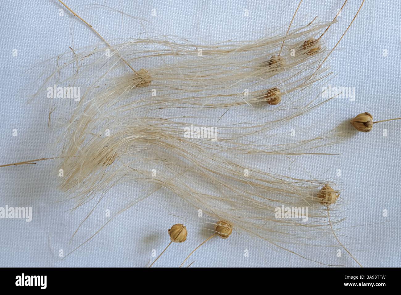 Baccelli e fibre di lino naturale. Panno di lino bianco sbiancato. Copia spazio. Foto Stock