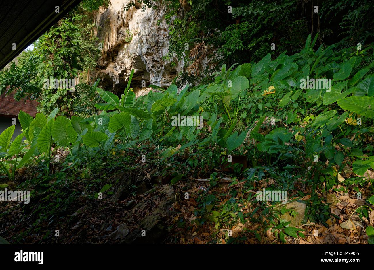 Rigoglioso sottobosco fuoriesce attraverso il pavimento della giungla vicino alle scogliere calcaree Foto Stock