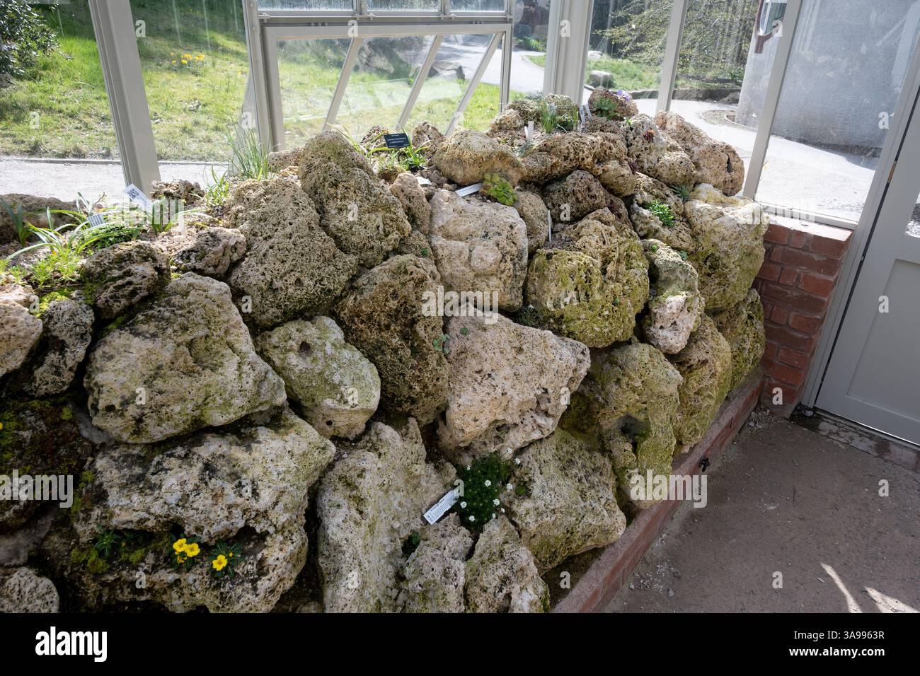 Alpine Plants in the Churcher House, Birmingham Botanical Gardens, Birmingham, Regno Unito Foto Stock