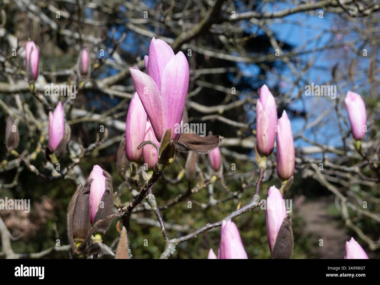 Magnolia "Raspberry Ice" ai giardini botanici di Birmingham, Birmingham, Regno Unito Foto Stock