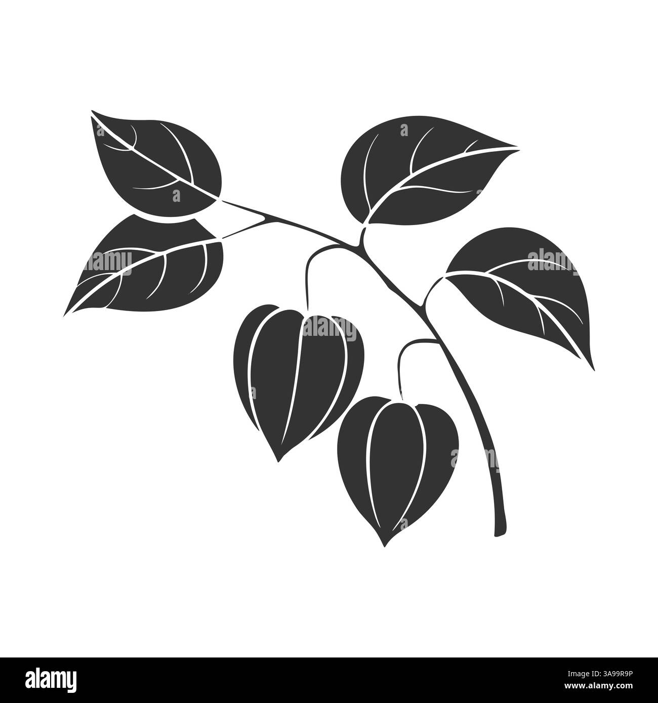Ramo di Physalis con frutti di lanterna, foglie. Silhouette stilizzata con motivi floreali, isolata su sfondo bianco. Illustrazione vettoriale Illustrazione Vettoriale