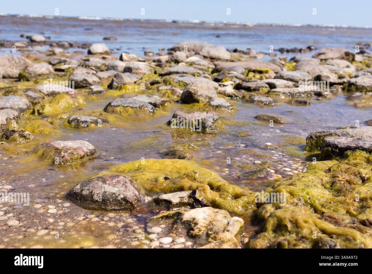 spiaggia rocciosa con rocce ricoperte di alghe. Foto Stock
