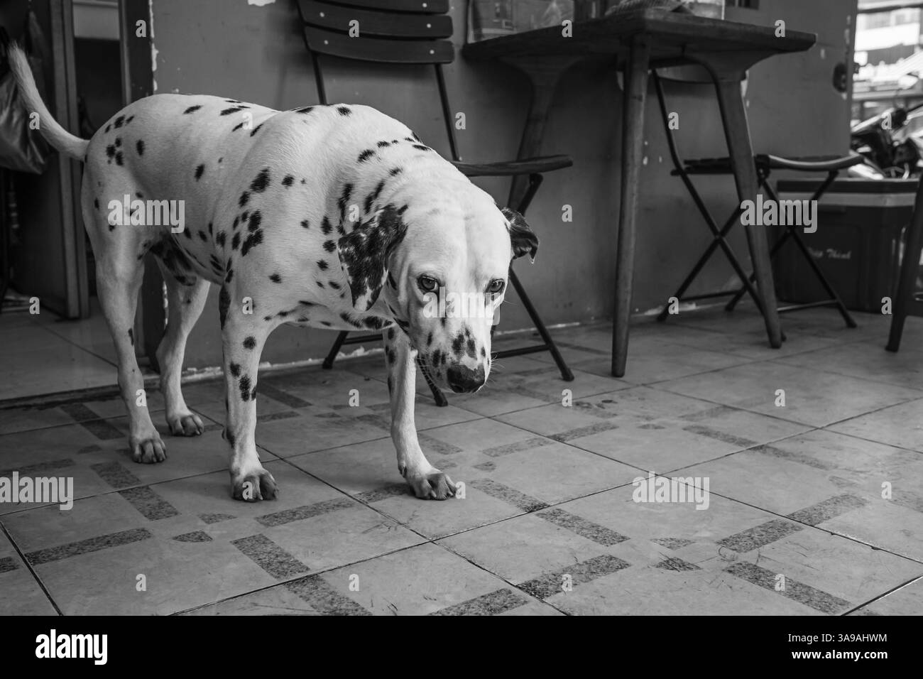 Cane bianco punteggiato nero che guarda la telecamera. Ritratto di un cane adulto dalmata a casa, foto in bianco e nero. Cane al coperto in camera. Nessuno, Foto Stock