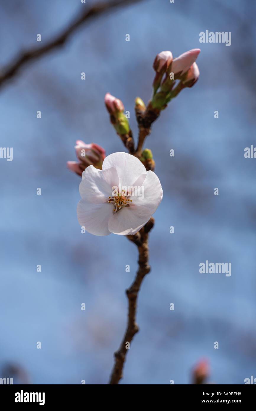 Un fiore di ciliegio in piena fioritura e' circondato da gemme intatte sul cielo blu. Rappresentazione pacifica della primavera, che mette in risalto gli intricati petali dei fiori. Foto Stock