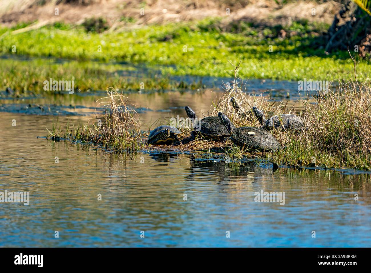 Laghetti che prendono il sole sulla riva di un laghetto. Foto Stock