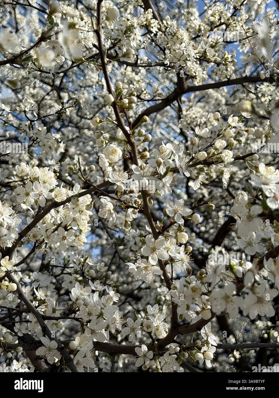 Rami di fioritura primaverile con fiori bianchi, che catturano l'essenza della bellezza della natura, simboleggiano la crescita, il rinnovamento, la tranquillità, ideale per la stagione, flor - Immagine stock catturata con smartphone