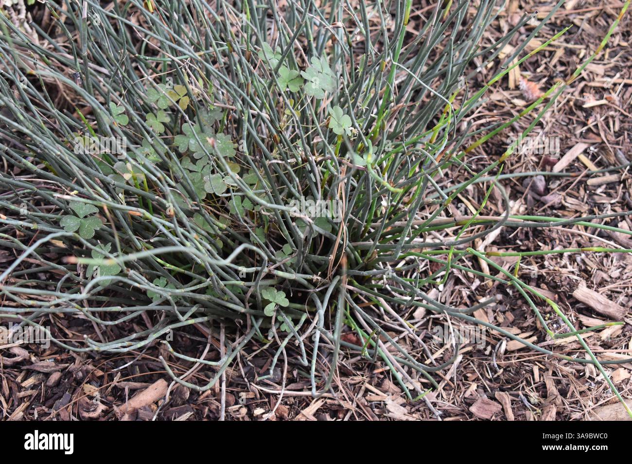 Piante lussureggianti nel Balboa Park Botanical Building, San Diego. Tropicali, felci, orchidee e cactus vengono catturati in dettaglio. Bellezza e meraviglia botanica. Foto Stock