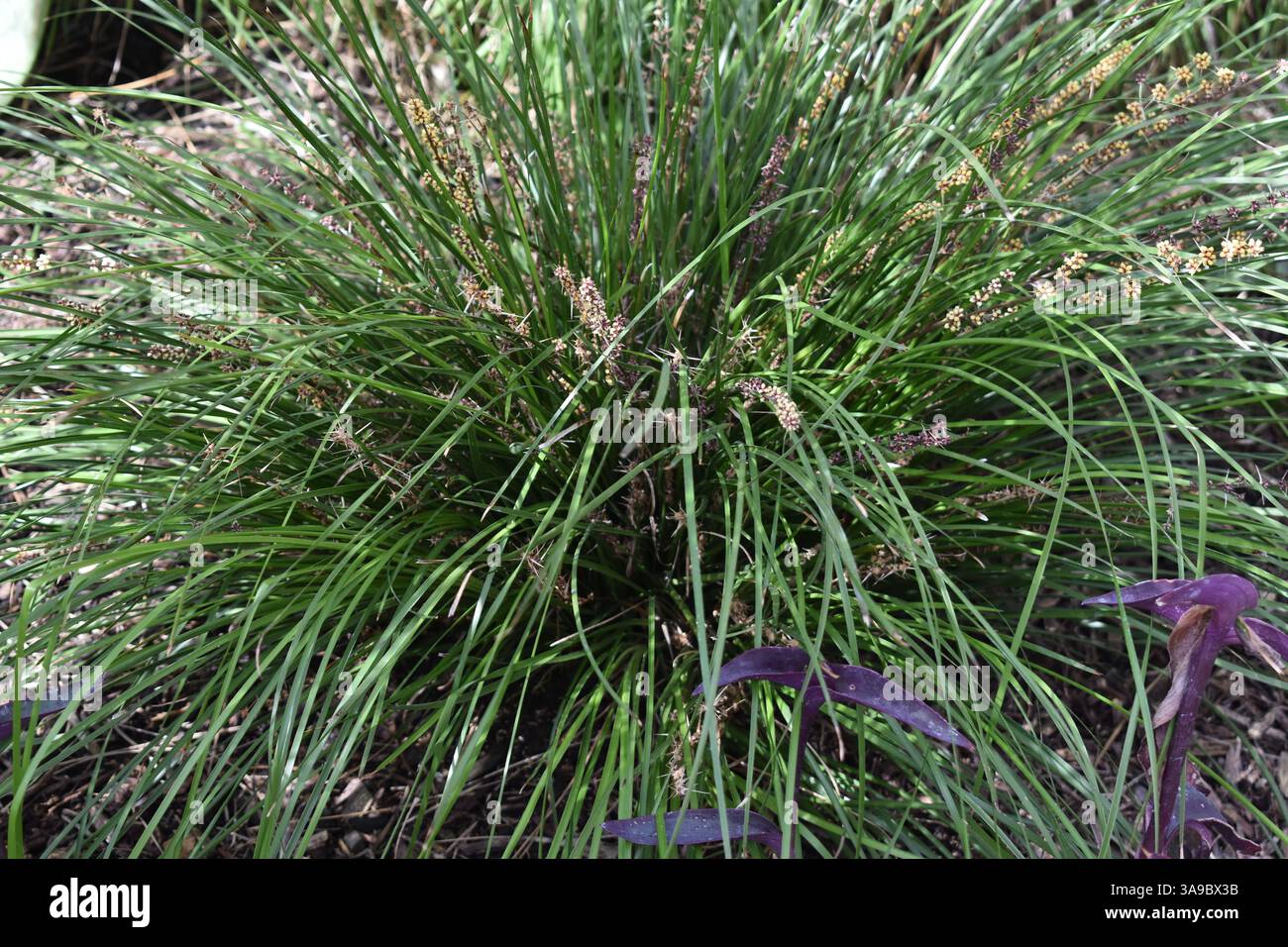 Piante lussureggianti nel Balboa Park Botanical Building, San Diego. Tropicali, felci, orchidee e cactus vengono catturati in dettaglio. Bellezza e meraviglia botanica. Foto Stock