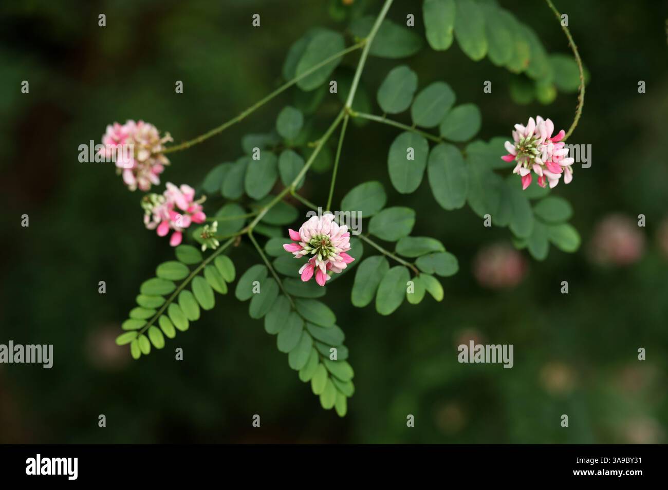 River Indigo, Indigofera jucunda, Fabaceae. Africa meridionale. L'areale nativo di questa specie è S. Africa. Foto Stock