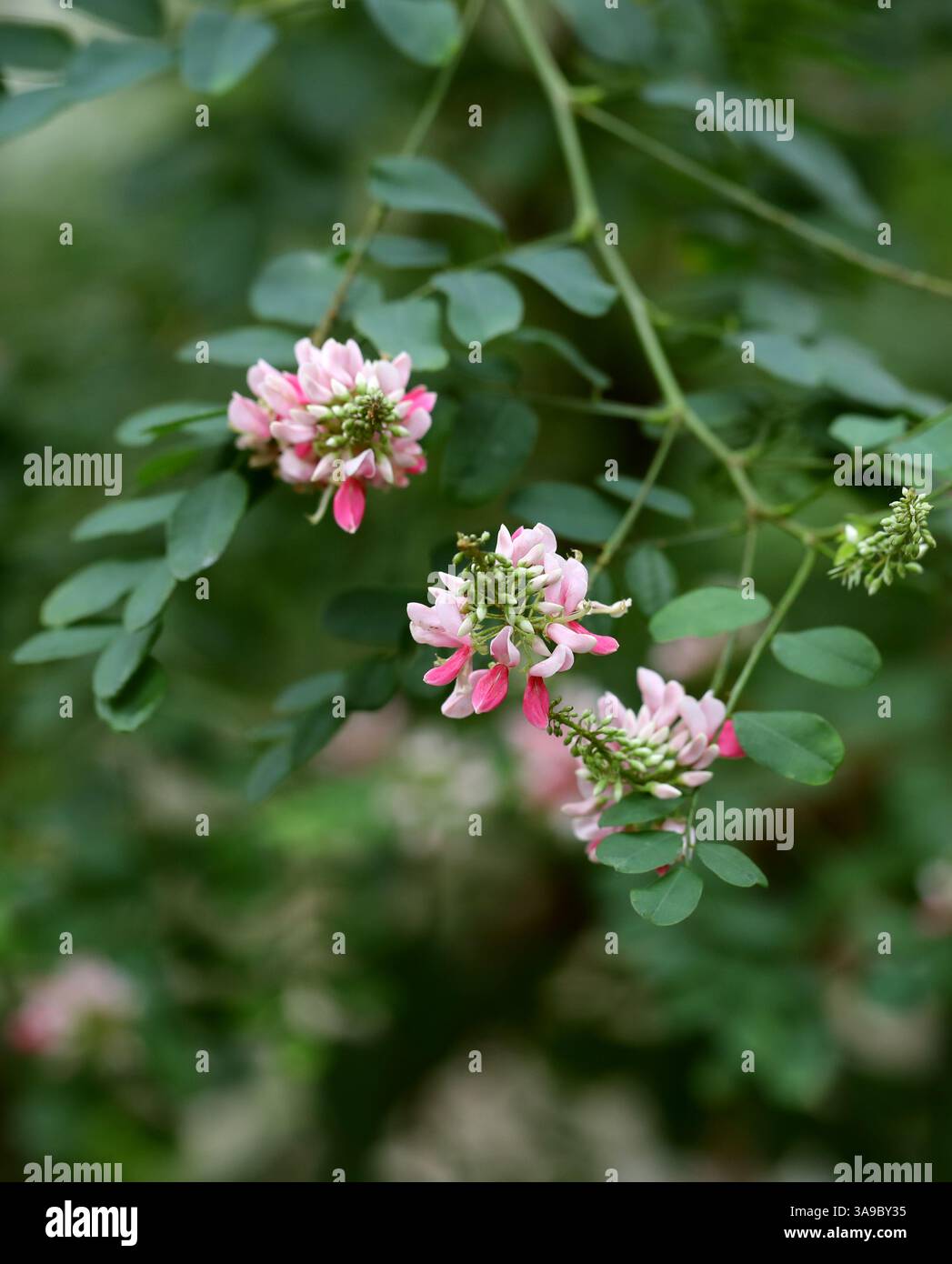 River Indigo, Indigofera jucunda, Fabaceae. Africa meridionale. L'areale nativo di questa specie è S. Africa. Foto Stock