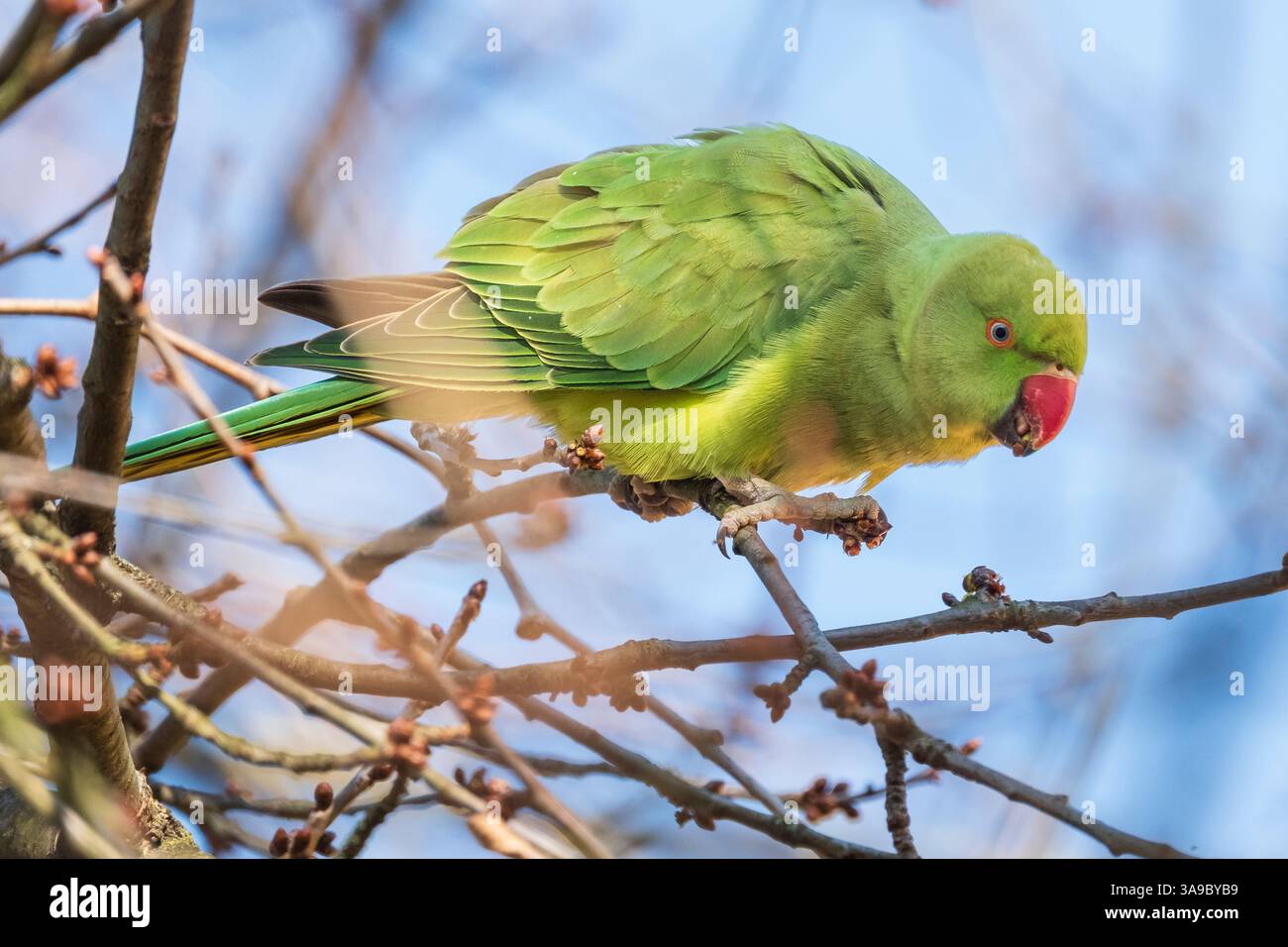 Parrocchetto con colletto, noto anche come piccolo parrocchetto di Alessandro (Psittacula krameri) nel distretto di Nippes di Colonia. Foto Stock