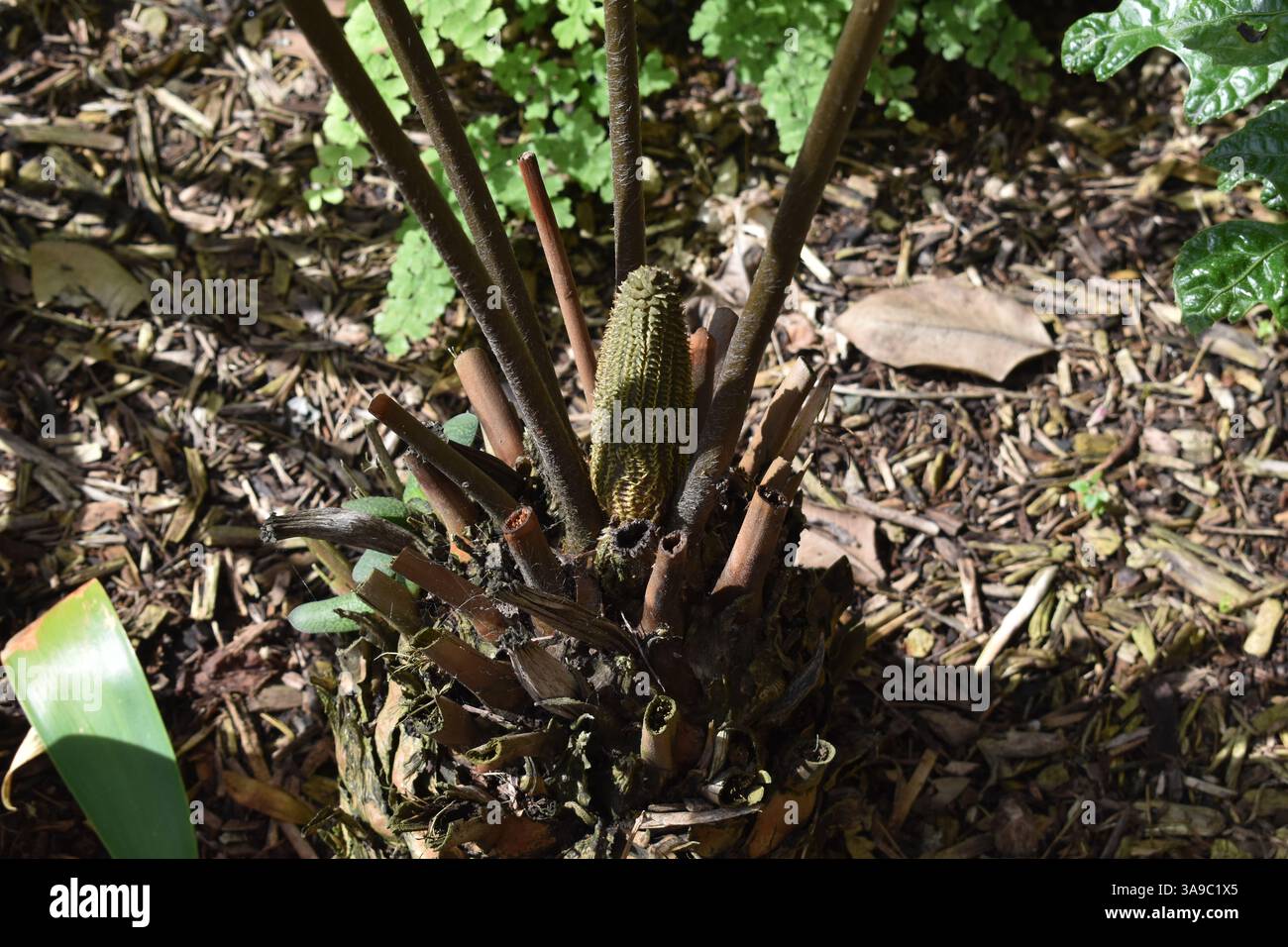 ILush pianta nel Balboa Park Botanical Building, San Diego. Tropicali, felci, orchidee e cactus vengono catturati in dettaglio. Bellezza e meraviglia botanica. Foto Stock