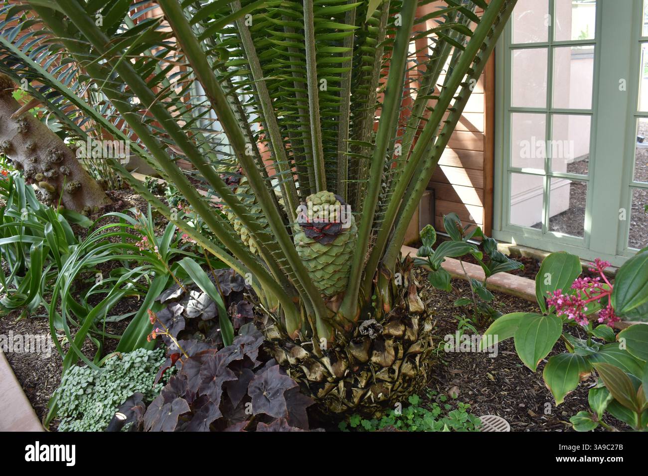 ILush pianta nel Balboa Park Botanical Building, San Diego. Tropicali, felci, orchidee e cactus vengono catturati in dettaglio. Bellezza e meraviglia botanica. Foto Stock