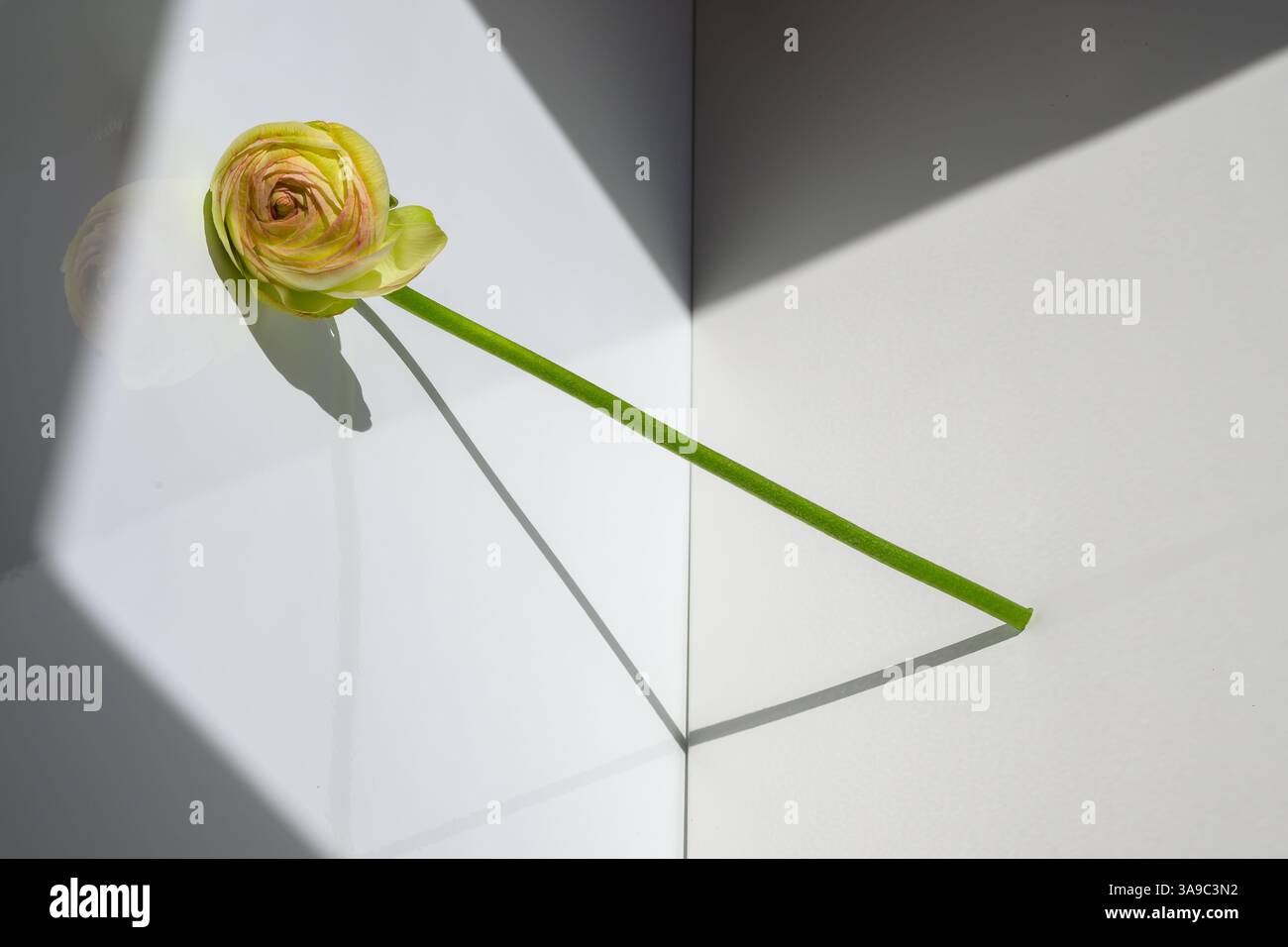 Un fiore a stelo verde con petali gialli di un fiore ranunculus giace sotto un'illuminazione geometrica, che getta ombre morbide Foto Stock