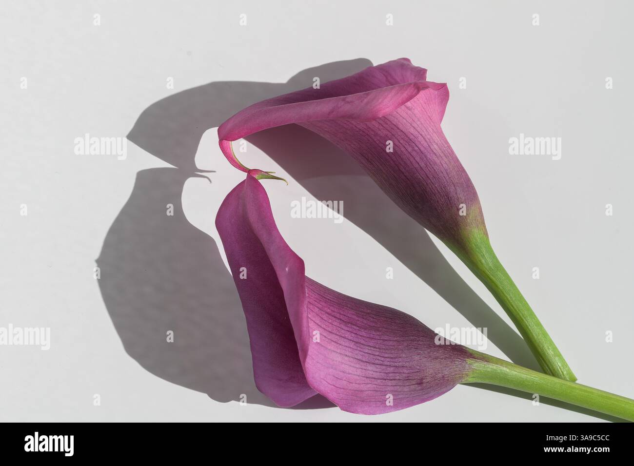 Un paio di gigli di calla viola con le loro vivaci sfumature su una superficie leggera, che mostrano eleganza minimalista e ombre graziose temi floreali artistici Foto Stock