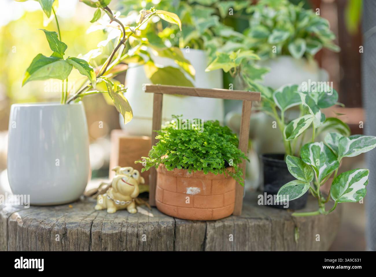 piccolo vaso di piante foglie verdi decorazione giardino di alberi grazioso angolo cortile interno all'aperto Foto Stock