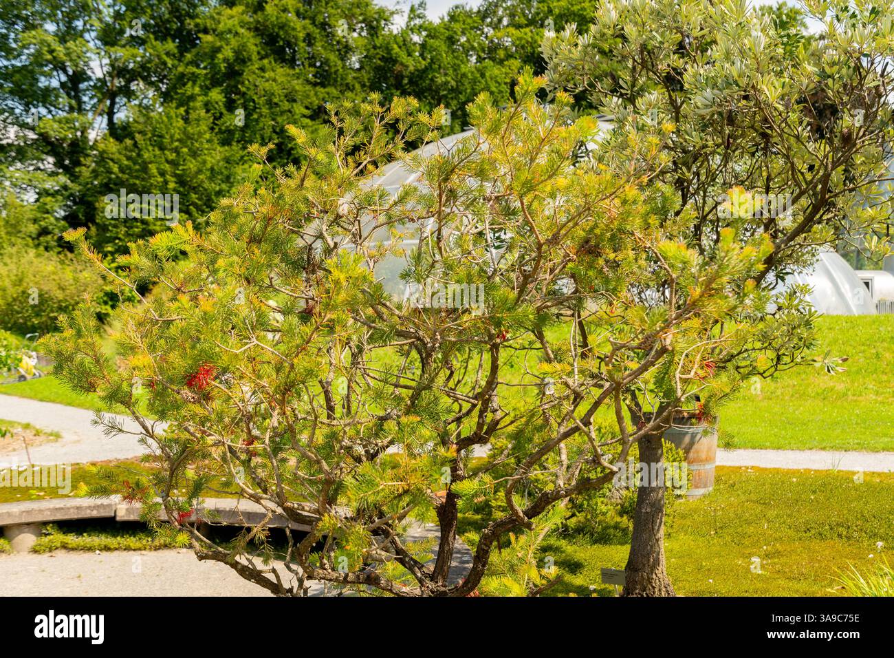 Zurigo, Svizzera, 21 luglio 2024 Calothamnus Quadrifidus o una pianta di cespugli di bottiglia su un lato presso il giardino botanico Foto Stock
