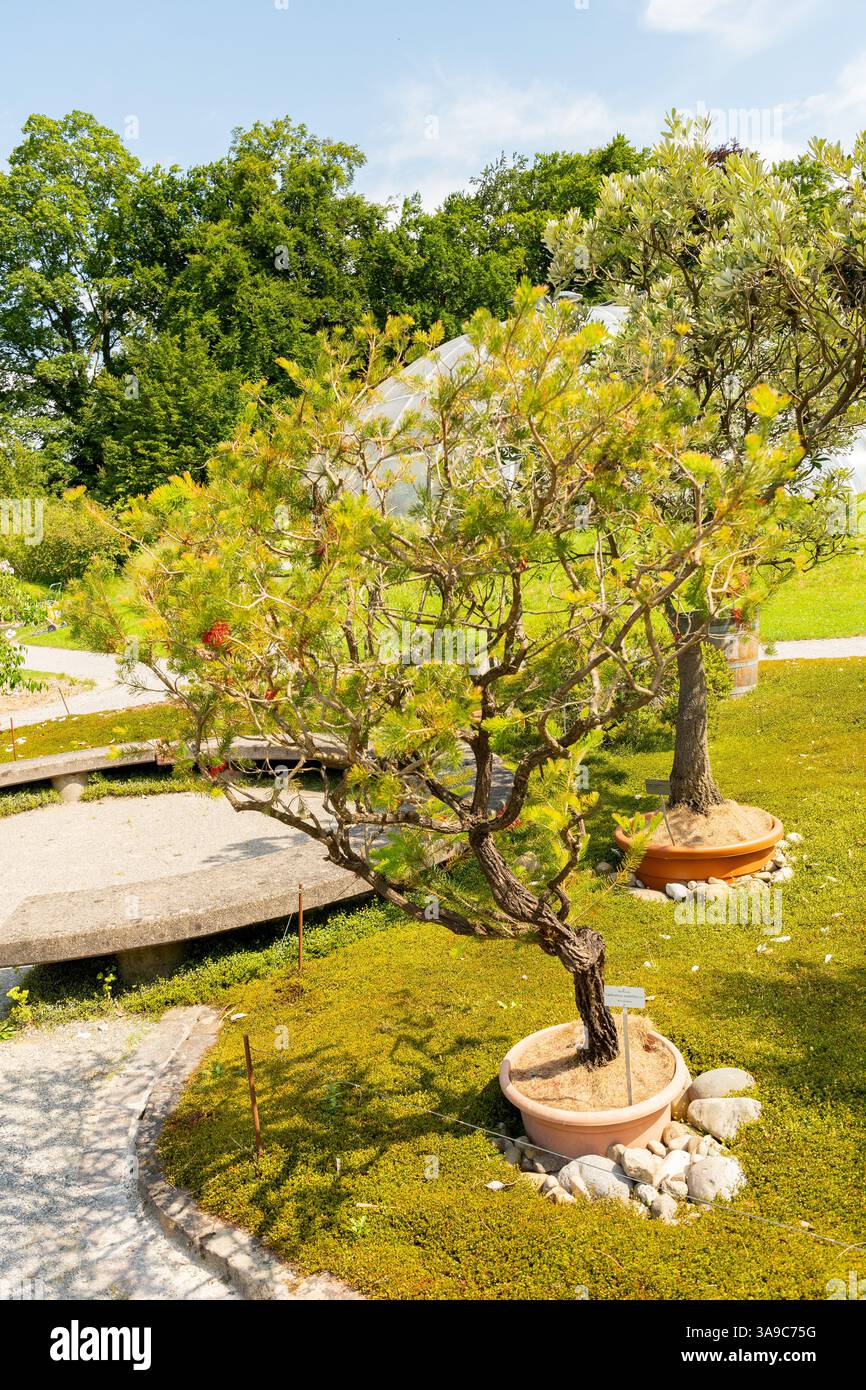Zurigo, Svizzera, 21 luglio 2024 Calothamnus Quadrifidus o una pianta di cespugli di bottiglia su un lato presso il giardino botanico Foto Stock