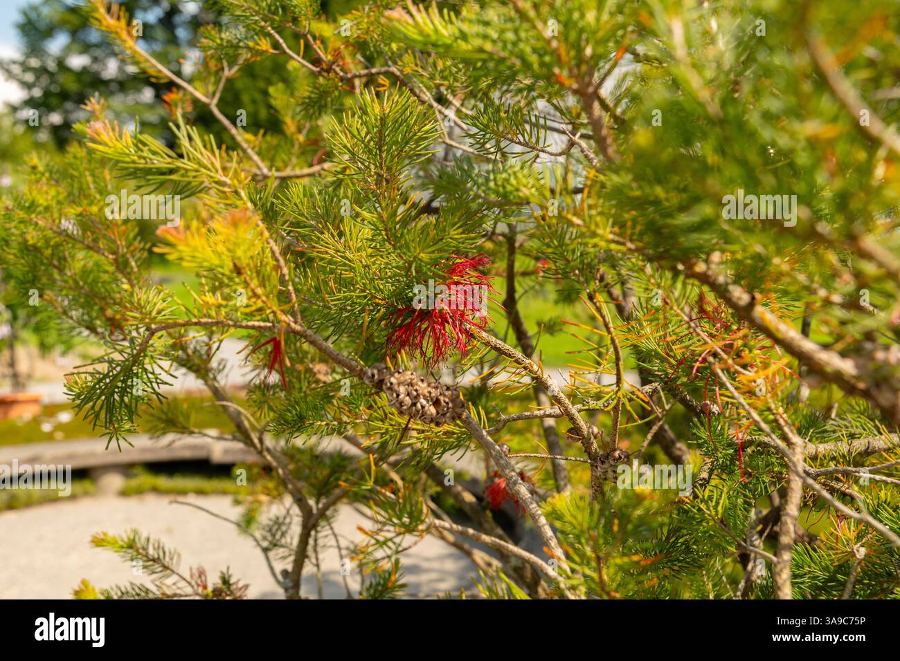 Zurigo, Svizzera, 21 luglio 2024 Calothamnus Quadrifidus o una pianta di cespugli di bottiglia su un lato presso il giardino botanico Foto Stock