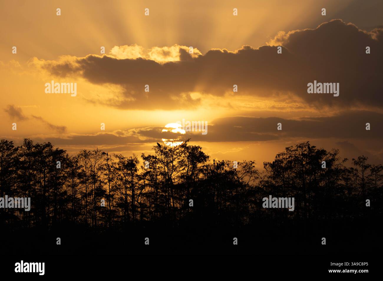 Alba al parco nazionale delle everglades Foto Stock