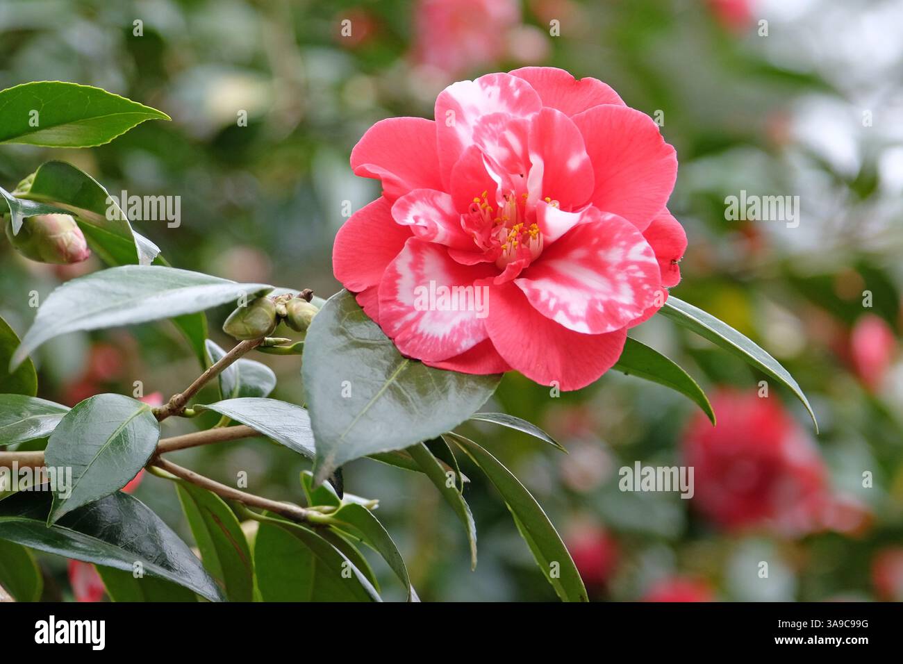 Camellia japonica «Mercury variegata» in fiore, rossa e bianca, semi-variegata. Foto Stock