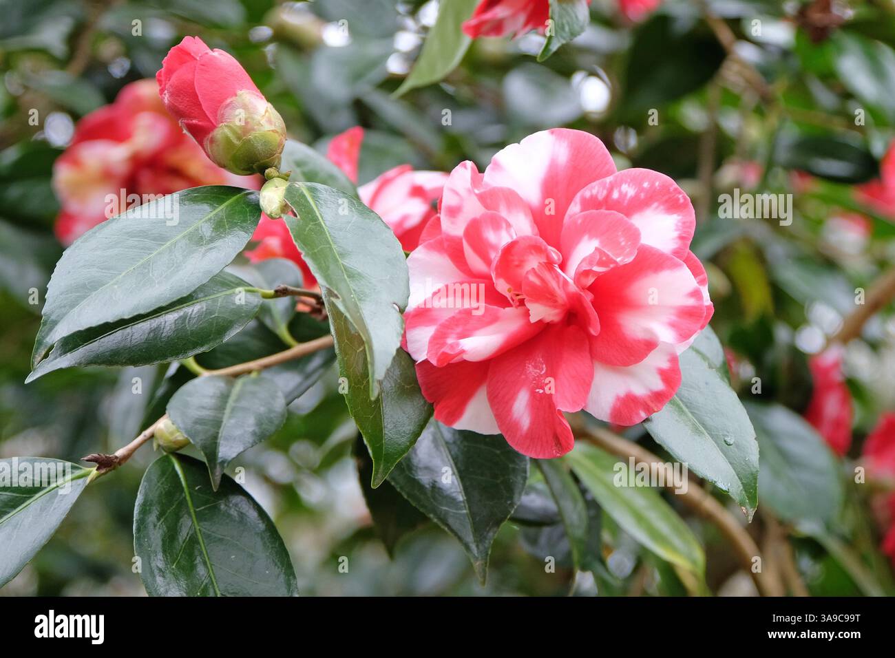 Camellia japonica «Mercury variegata» in fiore, rossa e bianca, semi-variegata. Foto Stock