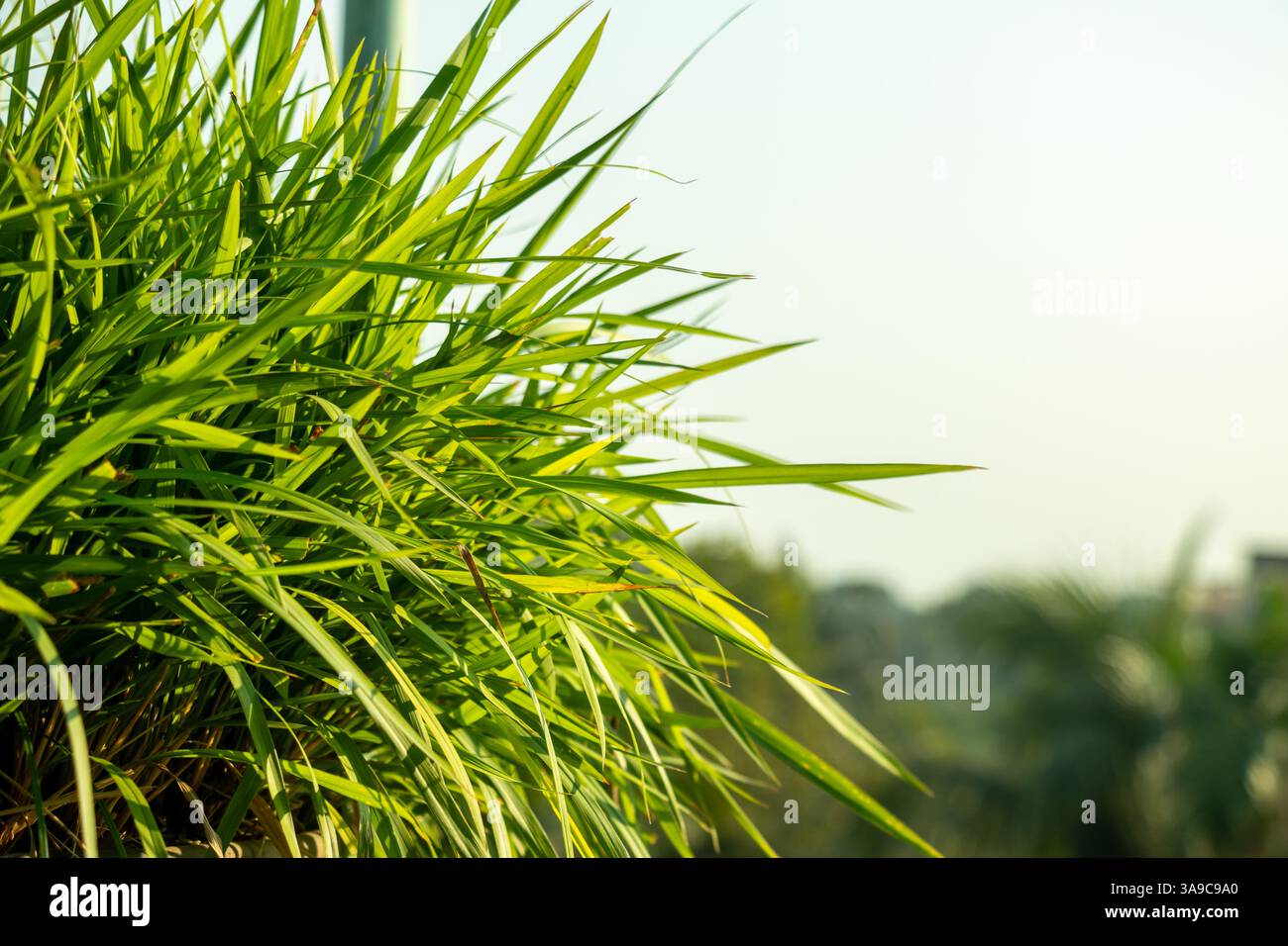 Cutgrass si riferisce a varie specie del genere Leersia, comunemente presenti nelle zone umide. La specie più conosciuta è la latifoglie Foto Stock