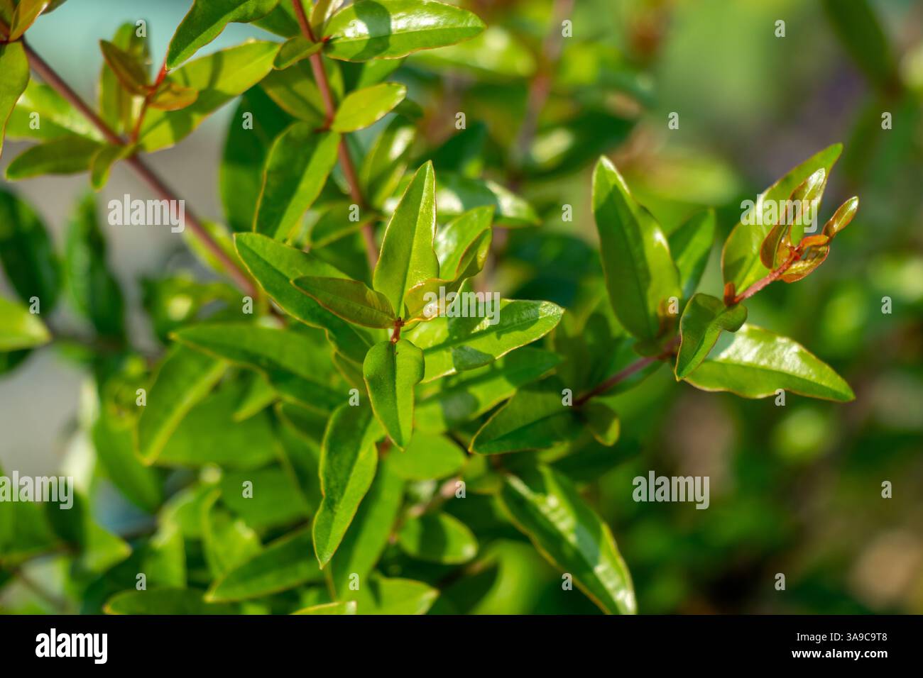 Il melograno è un arbusto deciduo o un piccolo albero noto per i suoi frutti nutrienti, i fiori vivaci e il fascino ornamentale. Medicina per la digestione, hea Foto Stock
