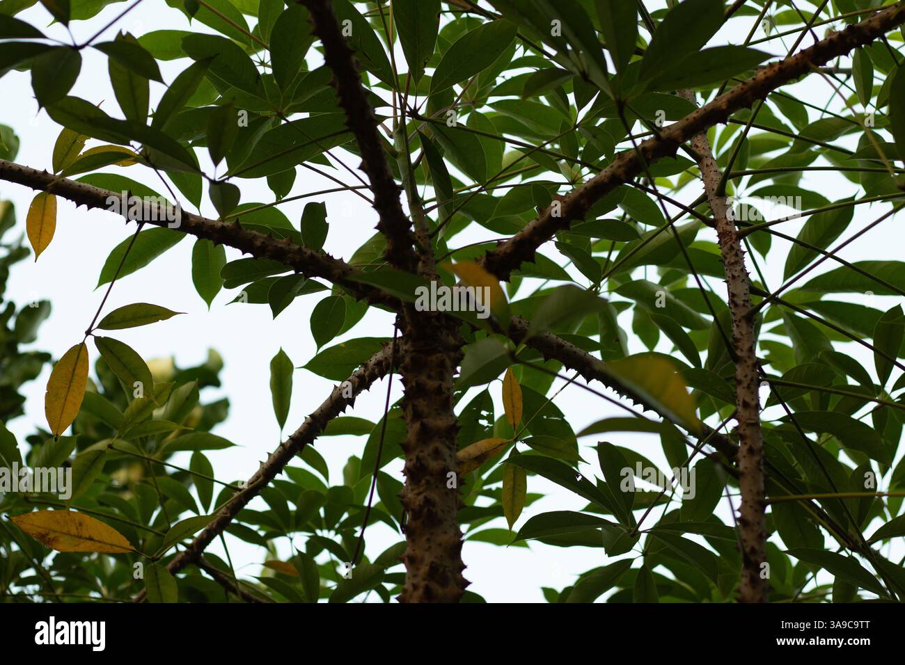 Il Ceiba pentandra di Ceiba, comunemente noto come albero Kapok, è un gigante tropicale in rapida crescita apprezzato per la sua fibra morbida Foto Stock