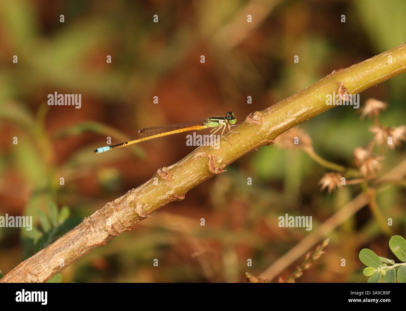 WESTERN Golden Dartlet maschio - Ischnura rubilio Foto Stock