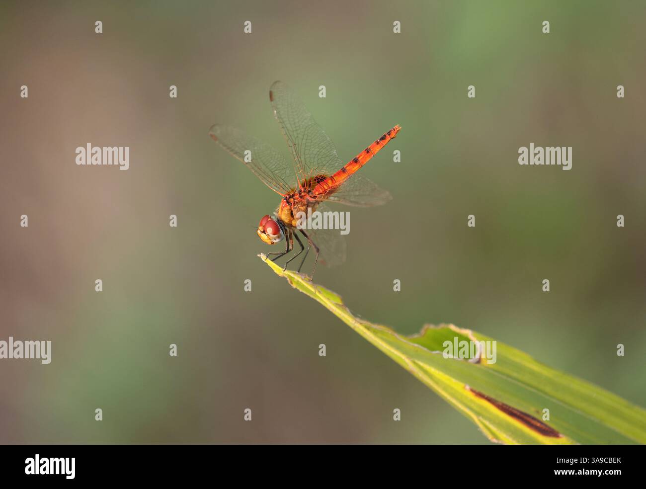 Greater Crimson Glider Dragonfly, andromorfo femmina - Urothemis signata Foto Stock